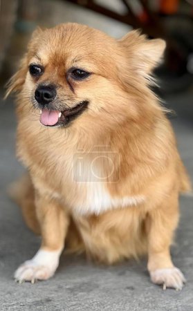 Téléchargez les photos : Une photographie de chien poméranien assis sur le sol avec la langue sortie. - en image libre de droit