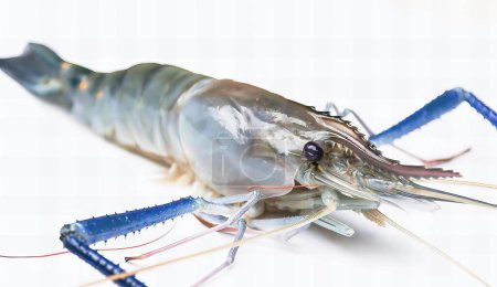 Téléchargez les photos : Une photographie de crevettes crawdaddy avec une queue bleue. - en image libre de droit