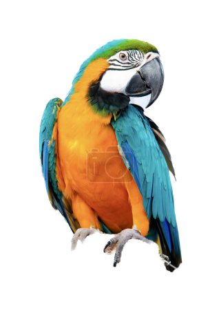 Fotografie eines farbenfrohen Papageis auf einem Ast sitzend, blauer und gelber Papagei auf einem Ast sitzend.