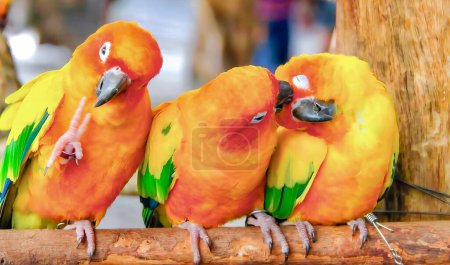 Foto de Una fotografía de tres pájaros amarillos y verdes posados en una rama, tres pájaros amarillos y verdes posados en una rama con una persona en el fondo. - Imagen libre de derechos