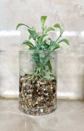 Foto de Una fotografía de una planta en un jarrón de vidrio con rocas y grava, hay una planta en un jarrón de vidrio con rocas y grava. - Imagen libre de derechos