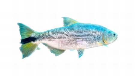 Téléchargez les photos : Une photographie d'un poisson au corps bleu et aux nageoires jaunes, il y a un poisson qui nage dans l'eau. - en image libre de droit