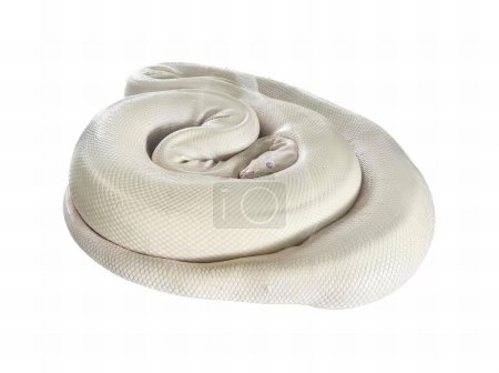 Téléchargez les photos : Une photographie d'un serpent blanc enroulé sur une surface blanche, il y a un serpent blanc enveloppé dans une couverture blanche. - en image libre de droit