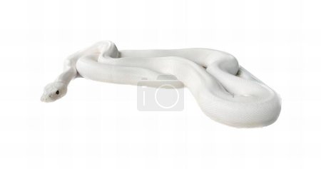 Téléchargez les photos : Une photographie d'un serpent blanc couché sur le dos sur une surface blanche, il y a un serpent blanc couché sur une surface blanche. - en image libre de droit