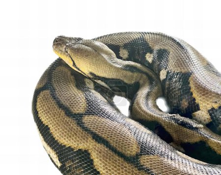 Téléchargez les photos : Une photographie d'un serpent enroulé sur une surface blanche, un gros plan d'un serpent sur un fond blanc avec un fond blanc. - en image libre de droit