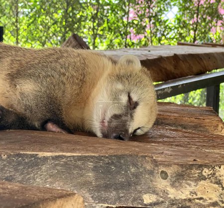 Téléchargez les photos : Une photographie d'un animal endormi sur un banc en bois dans une forêt, il y a un petit animal qui dort sur un banc en bois. - en image libre de droit