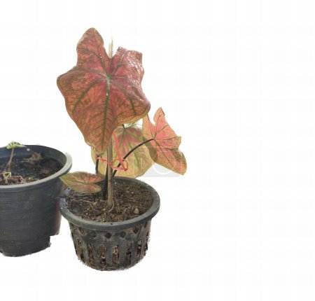 Téléchargez les photos : Une photographie d'un couple de plantes en pot avec des feuilles, il y a deux pots avec des plantes en eux sur une surface blanche. - en image libre de droit