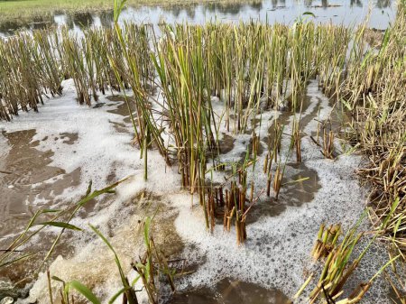 Foto de A photography of a marshy area with water and grass, there is a small patch of water that is in the middle of a marsh. - Imagen libre de derechos