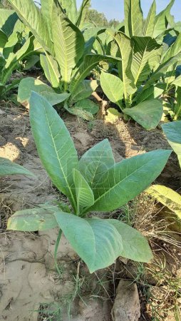 Foto de Una fotografía de un campo de plantas de tabaco con grandes hojas verdes, creciendo en un campo de hojas verdes en un día soleado. - Imagen libre de derechos