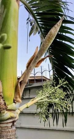 Photo for A photography of a palm tree with a bunch of green leaves, there is a plant that is growing on the side of a building. - Royalty Free Image