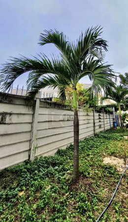 Photo for A photography of a palm tree in a yard next to a fence, there is a palm tree in the yard next to a fence. - Royalty Free Image