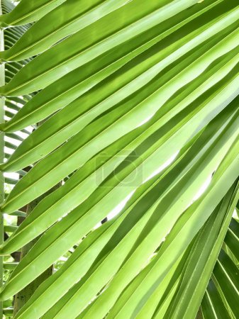 Photo for A photography of a green palm leaf with a white background, a close up of a green palm leaf with a bird perched on it. - Royalty Free Image