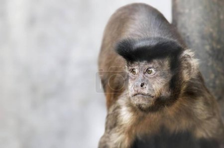 Foto de Una fotografía de un mono con una cabeza negra y una cara marrón, hay un mono que está de pie junto a un árbol. - Imagen libre de derechos