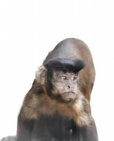 Téléchargez les photos : Une photographie d'un singe avec un chapeau sur la tête, il y a un singe avec un chapeau sur la tête. - en image libre de droit