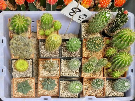 Photo for A photography of a variety of cactus plants in small pots, there are many different types of cactus in the trays. - Royalty Free Image