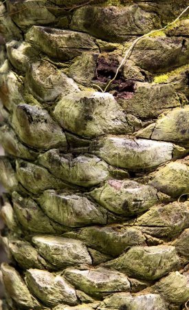 Photo for A photography of a close up of a palm tree trunk, there is a close up of a tree trunk with moss growing on it. - Royalty Free Image