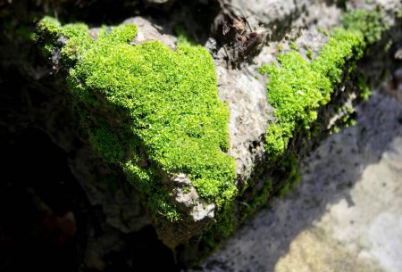 Foto de Una fotografía de una roca musgosa con un trozo de musgo en forma de corazón, hay una roca musgosa con un trozo de verde en forma de corazón. - Imagen libre de derechos