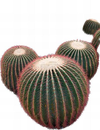 Foto de Una fotografía de una planta de cactus con forma de corazón, hay tres plantas de cactus que están sentados en una superficie blanca. - Imagen libre de derechos