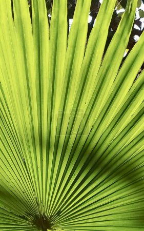 Photo for A photography of a green palm leaf with a white background, a close up of a green palm leaf with a tree in the background. - Royalty Free Image
