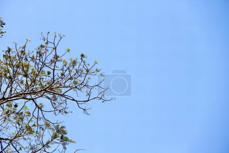 Téléchargez les photos : Une photographie d'un oiseau assis sur une branche d'arbre avec un ciel bleu en arrière-plan, il y a un oiseau assis sur une branche d'arbre. - en image libre de droit