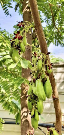 Photo for A photography of a bunch of fruit hanging from a tree, there are many fruits hanging from a tree in the yard. - Royalty Free Image