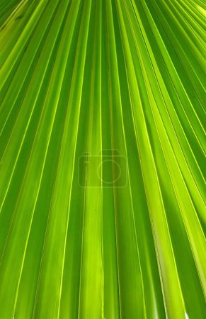 Photo for A photography of a palm leaf with a green background, a close up of a palm leaf with a green background. - Royalty Free Image