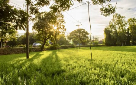 Foto de Una fotografía de un campo de hierba con un poste de teléfono en la distancia, hay un campo de hierba con un poste de teléfono en el centro. - Imagen libre de derechos