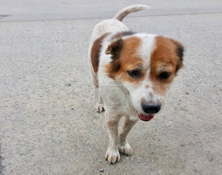 Téléchargez les photos : Une photographie d'un chien debout sur un trottoir avec la langue sortie, il y a un chien qui se tient sur le trottoir avec la langue sortie. - en image libre de droit