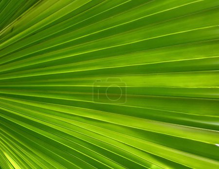 Photo for A photography of a green palm leaf with a white background, view of a green palm leaf with a white flower. - Royalty Free Image