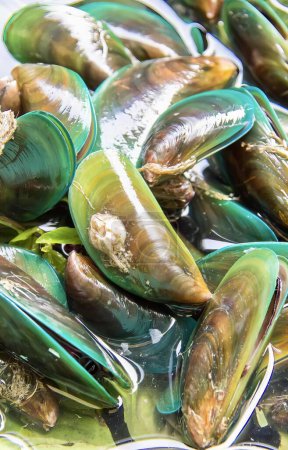 Photo for A photography of a bunch of green mussels in a bowl, there are many green mussels in a bowl of water. - Royalty Free Image