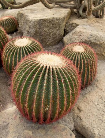 Foto de Una fotografía de una planta de cactus con forma de corazón, hay tres plantas de cactus que están sentados en algunas rocas. - Imagen libre de derechos