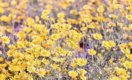 Photo for A photography of a field of yellow flowers with a butterfly in the middle, yellow flowers in a field of green and purple. - Royalty Free Image