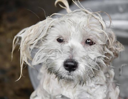 eine Fotografie eines nassen Hundes, der in einem Eimer mit schmutzigem Gesicht sitzt, eines Hundes, der in einem Eimer mit nassen Haaren darauf sitzt.