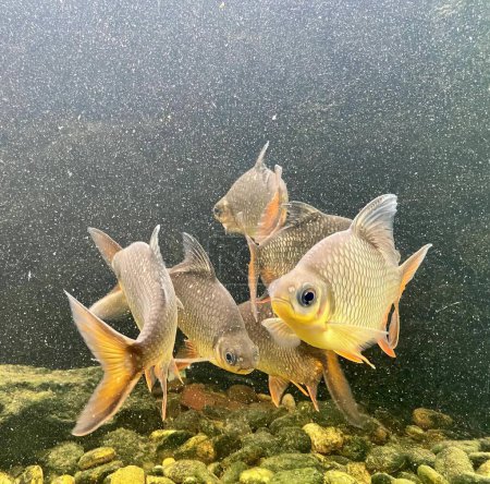Foto de Una fotografía de un grupo de peces nadando en un tanque, hay tres peces nadando en un tanque con rocas y grava. - Imagen libre de derechos