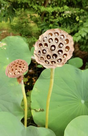 Foto de Una fotografía de un par de flores de loto que crecen de una hoja, hay dos brotes de loto que están creciendo fuera de la tierra. - Imagen libre de derechos