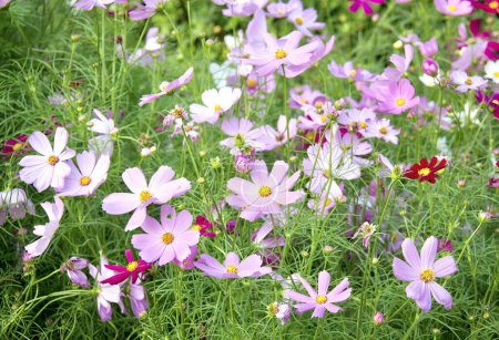 Foto de Una fotografía de un campo de flores púrpuras con centros amarillos, flores púrpuras en un campo de hierba verde y flores rosadas. - Imagen libre de derechos