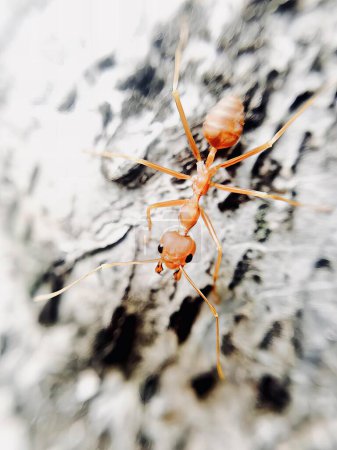 Téléchargez les photos : Une photographie d'un couple de fourmis oranges sur un rocher, il y a deux fourmis oranges qui se tiennent sur un rocher. - en image libre de droit