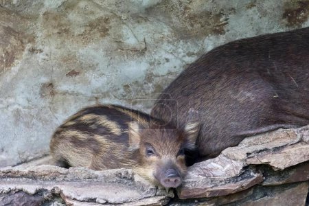 Téléchargez les photos : Une photographie d'un couple d'animaux qui se couchent, il y a deux petits animaux qui reposent sur un rocher. - en image libre de droit