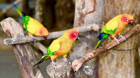 Photo for A photography of three colorful birds perched on a branch, three colorful birds perched on a branch of a tree. - Royalty Free Image