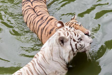 Photo for A photography of a tiger and a tiger cub swimming in a pond, there is a white tiger and a brown tiger in the water. - Royalty Free Image