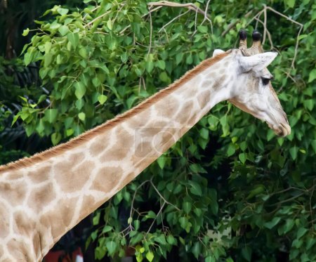 Foto de Una fotografía de una jirafa de pie delante de un árbol, hay una jirafa de pie delante de un árbol con hojas. - Imagen libre de derechos