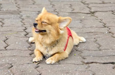 Téléchargez les photos : Une photographie d'un chien allongé sur un trottoir en brique avec la langue sortie, un chien allongé sur un trottoir en brique avec la langue sortie. - en image libre de droit
