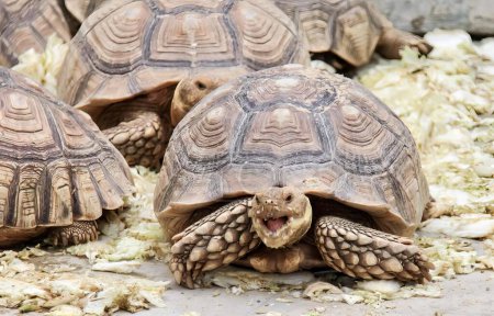 Foto de Una fotografía de un grupo de tortugas que yacen sobre una pila de madera desmenuzada, hay tres tortugas que yacen juntas en el suelo. - Imagen libre de derechos