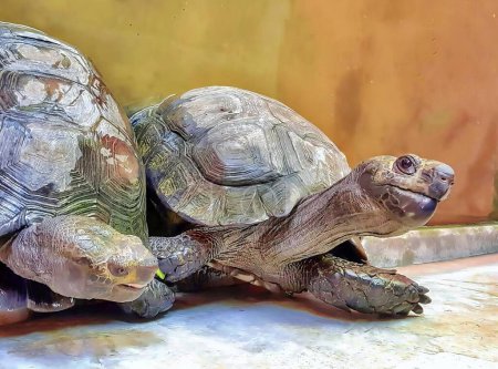 Foto de Una fotografía de dos tortugas sentadas una encima de la otra, hay dos tortugas que están sentadas juntas en el suelo. - Imagen libre de derechos