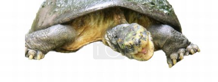Foto de Una fotografía de una tortuga con la cabeza sobre el suelo, hay una tortuga que está mirando a la cámara. - Imagen libre de derechos