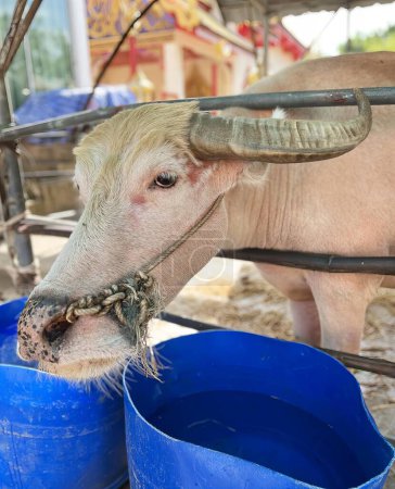 Foto de Una fotografía de una vaca con una cadena alrededor de su boca, hay una vaca que está comiendo de un cubo azul. - Imagen libre de derechos