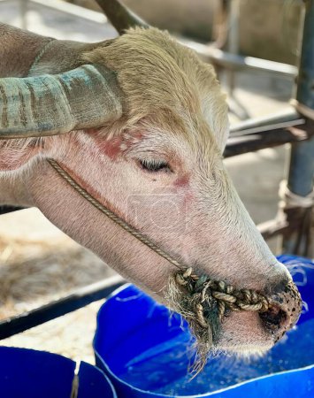 Foto de Una fotografía de una vaca con un cuerno largo comiendo hierba, hay una cabra con cuernos comiendo de un cubo azul. - Imagen libre de derechos