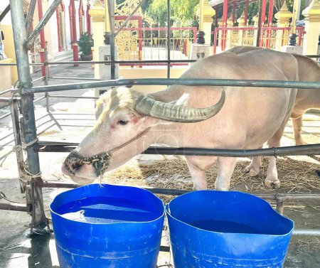 Foto de Una fotografía de una vaca con cuernos bebiendo agua de un cubo azul, hay una vaca que está de pie en una pluma con dos cubos. - Imagen libre de derechos