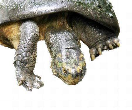 Foto de Una fotografía de una tortuga con la cabeza sobre el suelo, hay una tortuga que está acostada en el suelo. - Imagen libre de derechos