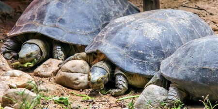 Foto de Una fotografía de dos tortugas tendidas en el suelo una al lado de la otra, hay dos tortugas que están tendidas en el suelo. - Imagen libre de derechos